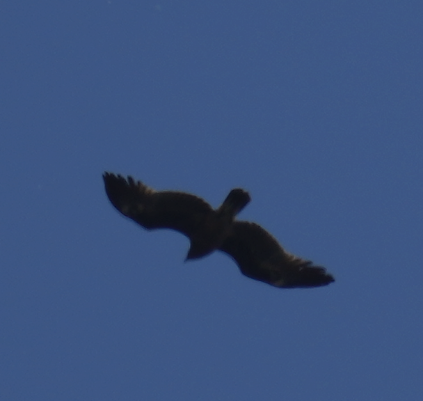 Greater Spotted Eagle - ML620695708