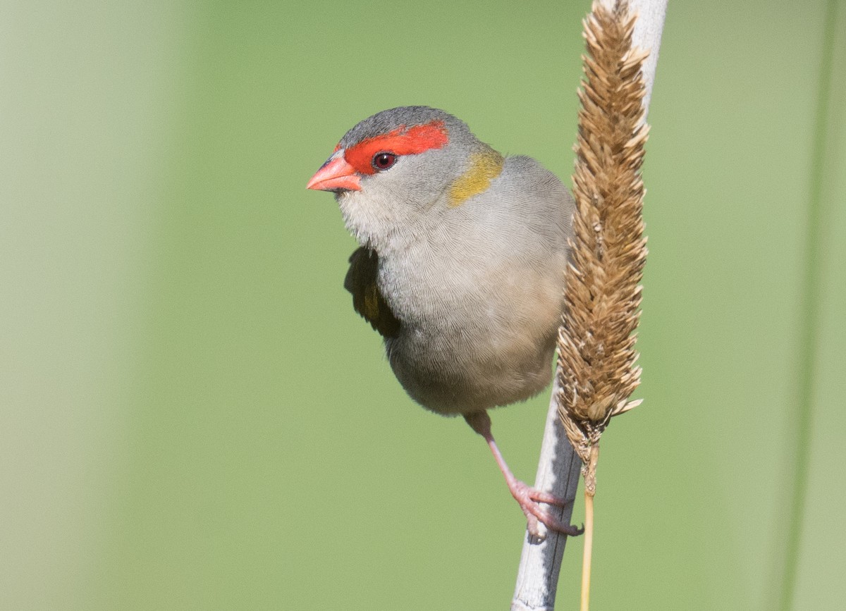 Red-browed Firetail - ML620695709