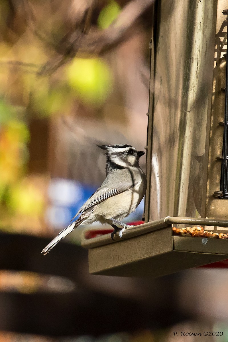 Bridled Titmouse - ML620695710