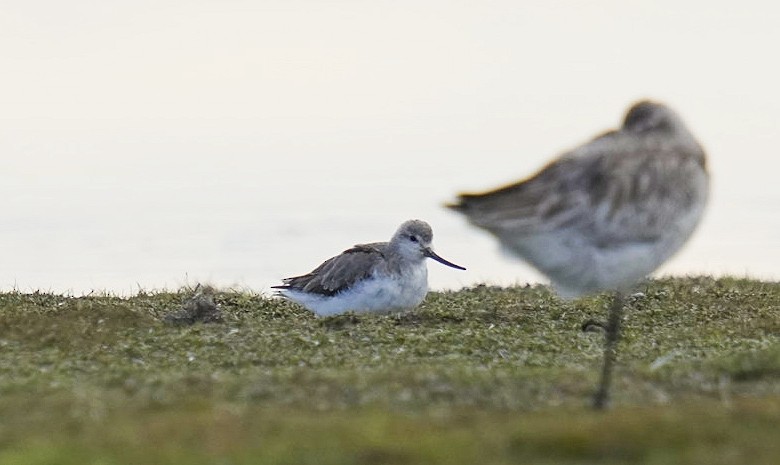 Terek Sandpiper - ML620695716