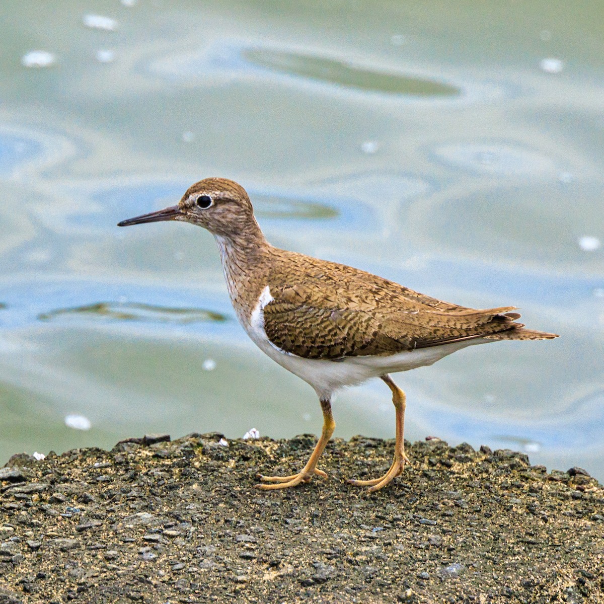 Common Sandpiper - ML620695721