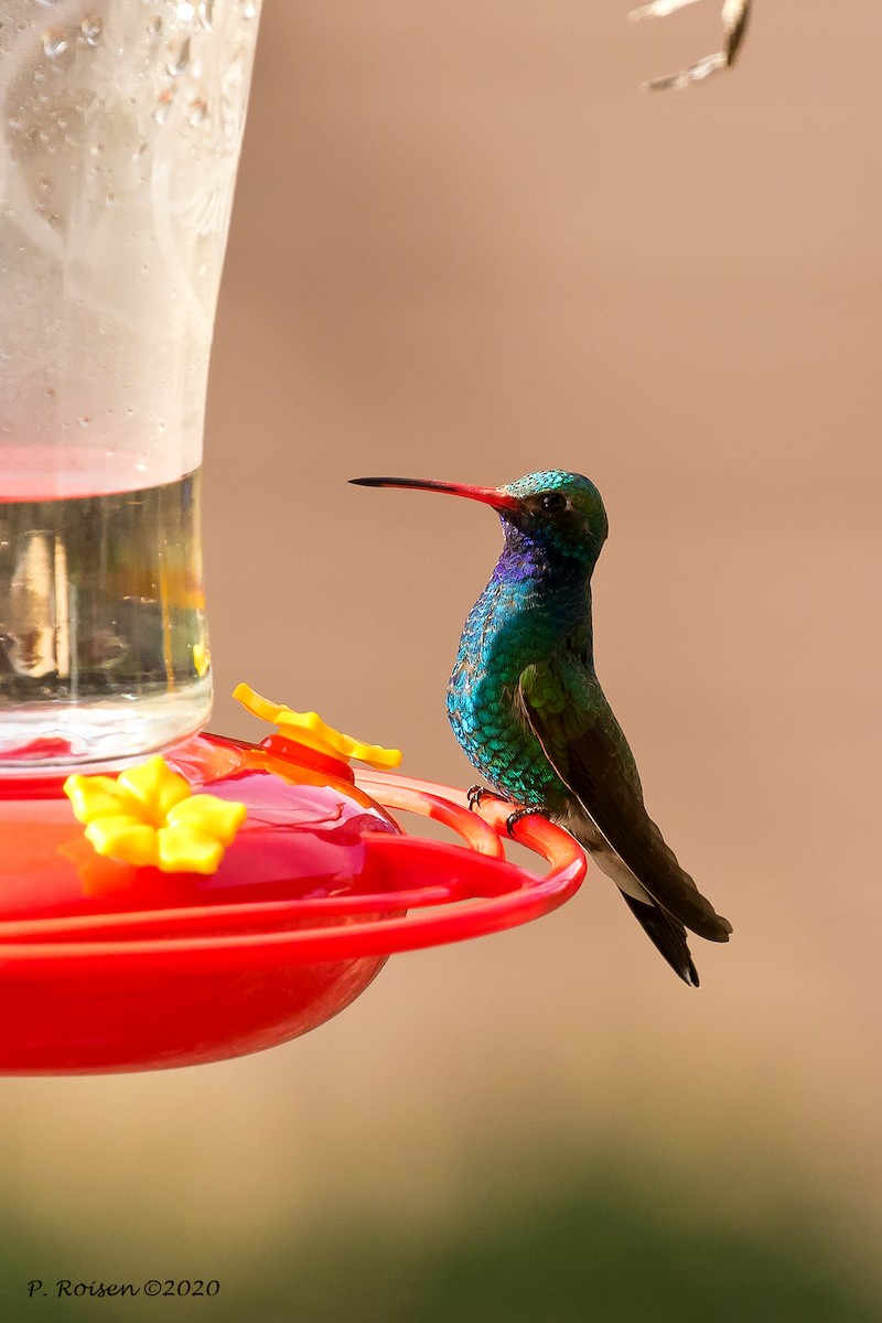 Colibrí Piquiancho Común - ML620695726