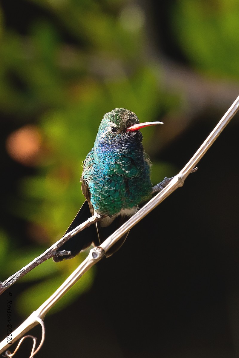 Broad-billed Hummingbird - ML620695727