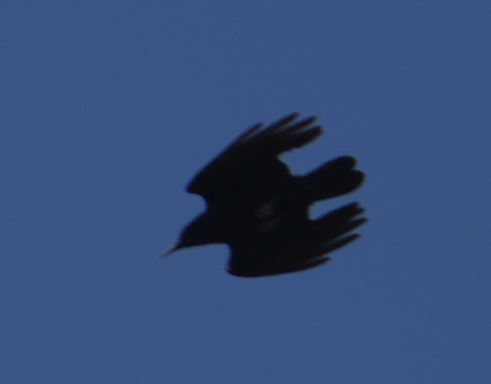 Red-billed Chough - ML620695733