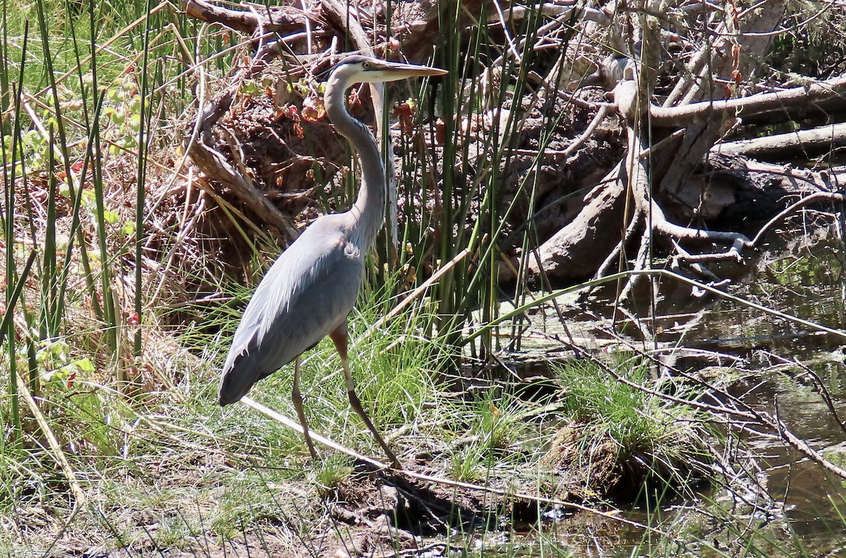 Great Blue Heron - ML620695735