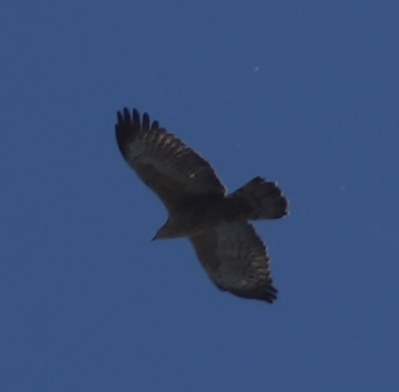 Oriental Honey-buzzard - ML620695736