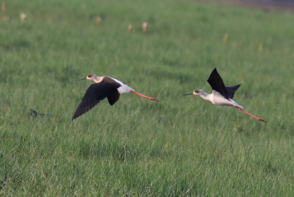 Black-winged Stilt - ML620695739