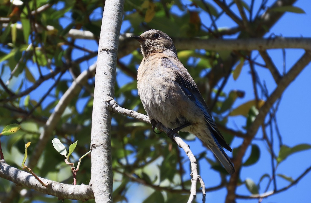 Western Bluebird - ML620695747