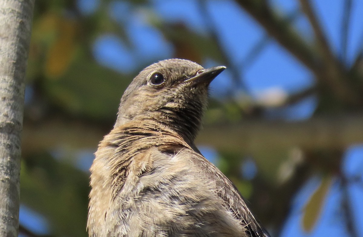 Western Bluebird - ML620695748