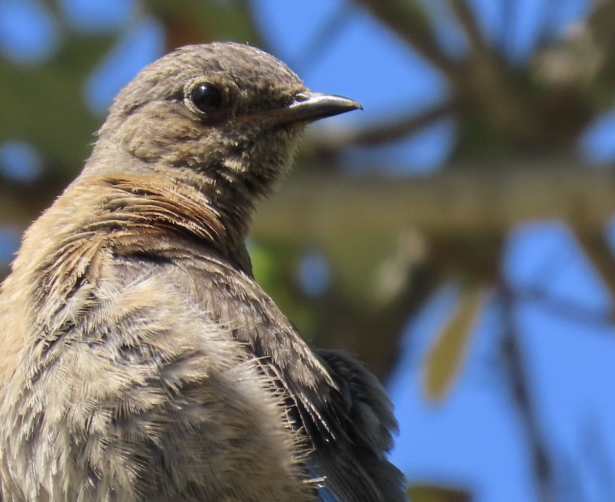 Western Bluebird - Petra Clayton