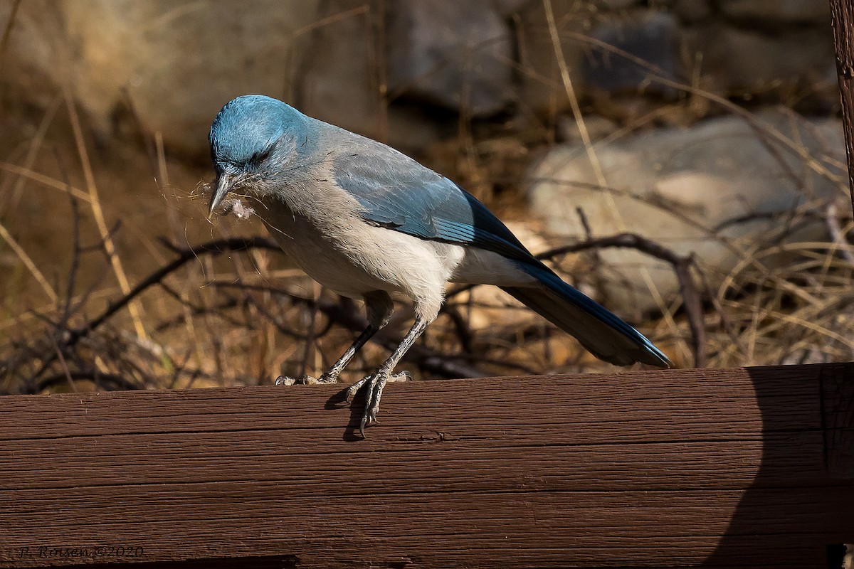 Mexican Jay (Arizona) - ML620695751