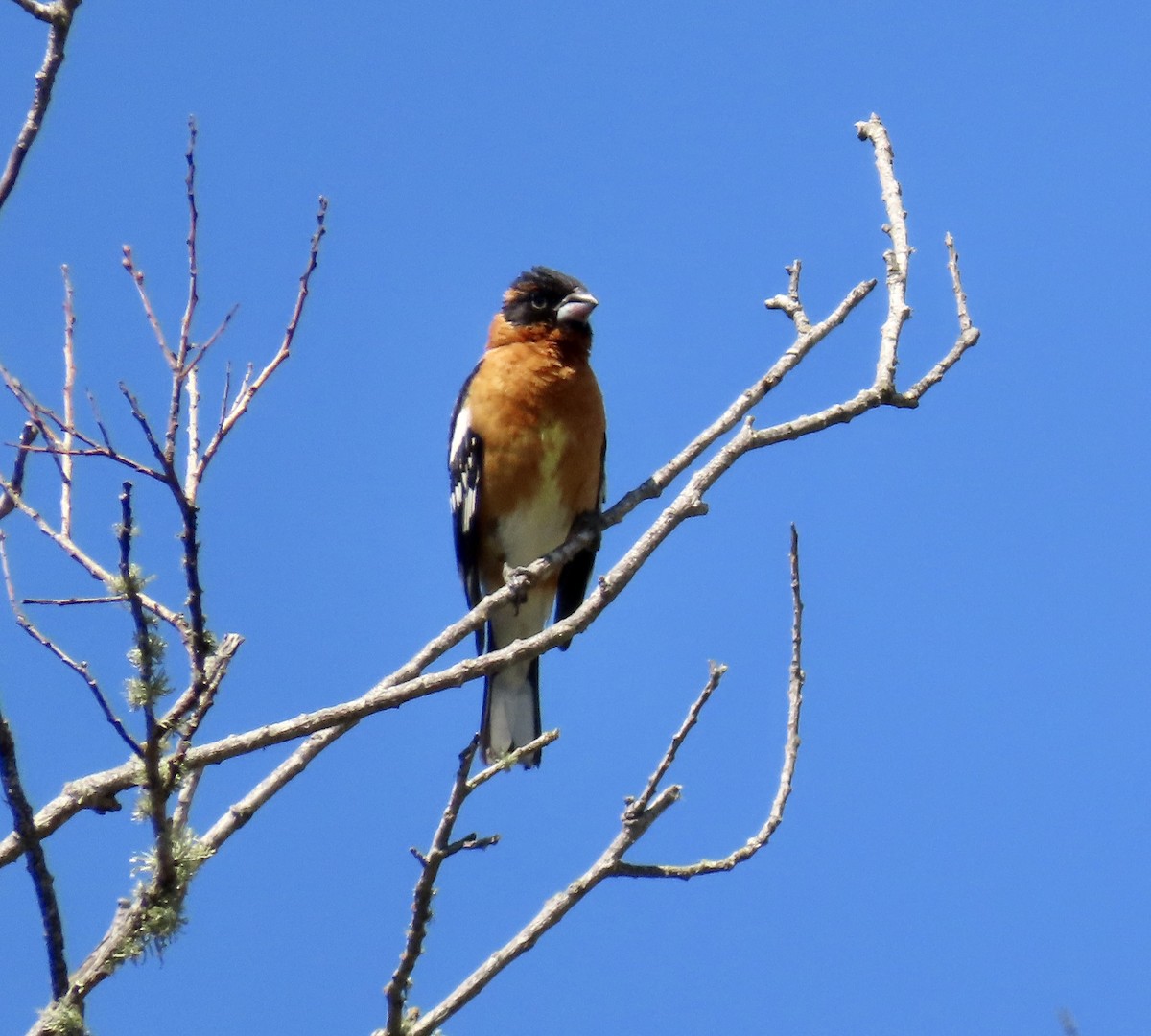 Cardinal à tête noire - ML620695752