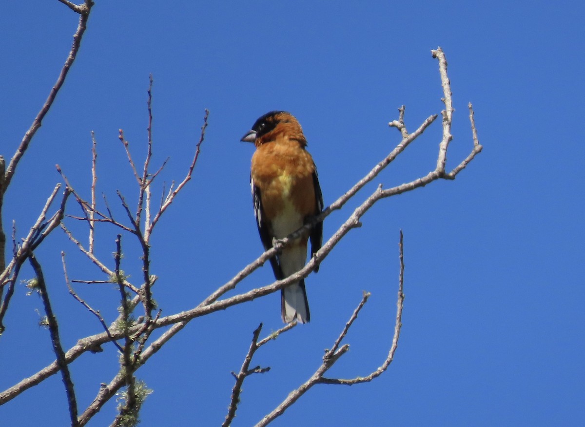 Black-headed Grosbeak - ML620695753