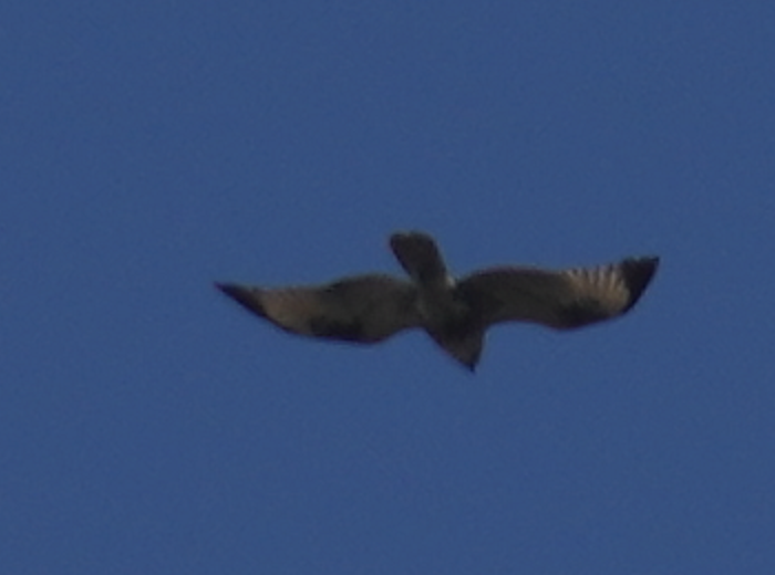 Eastern Buzzard - ML620695754