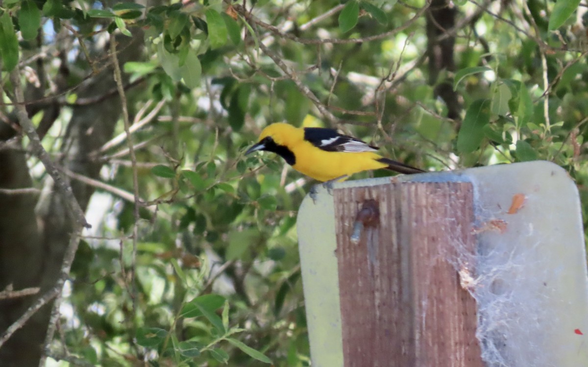 Hooded Oriole - ML620695757