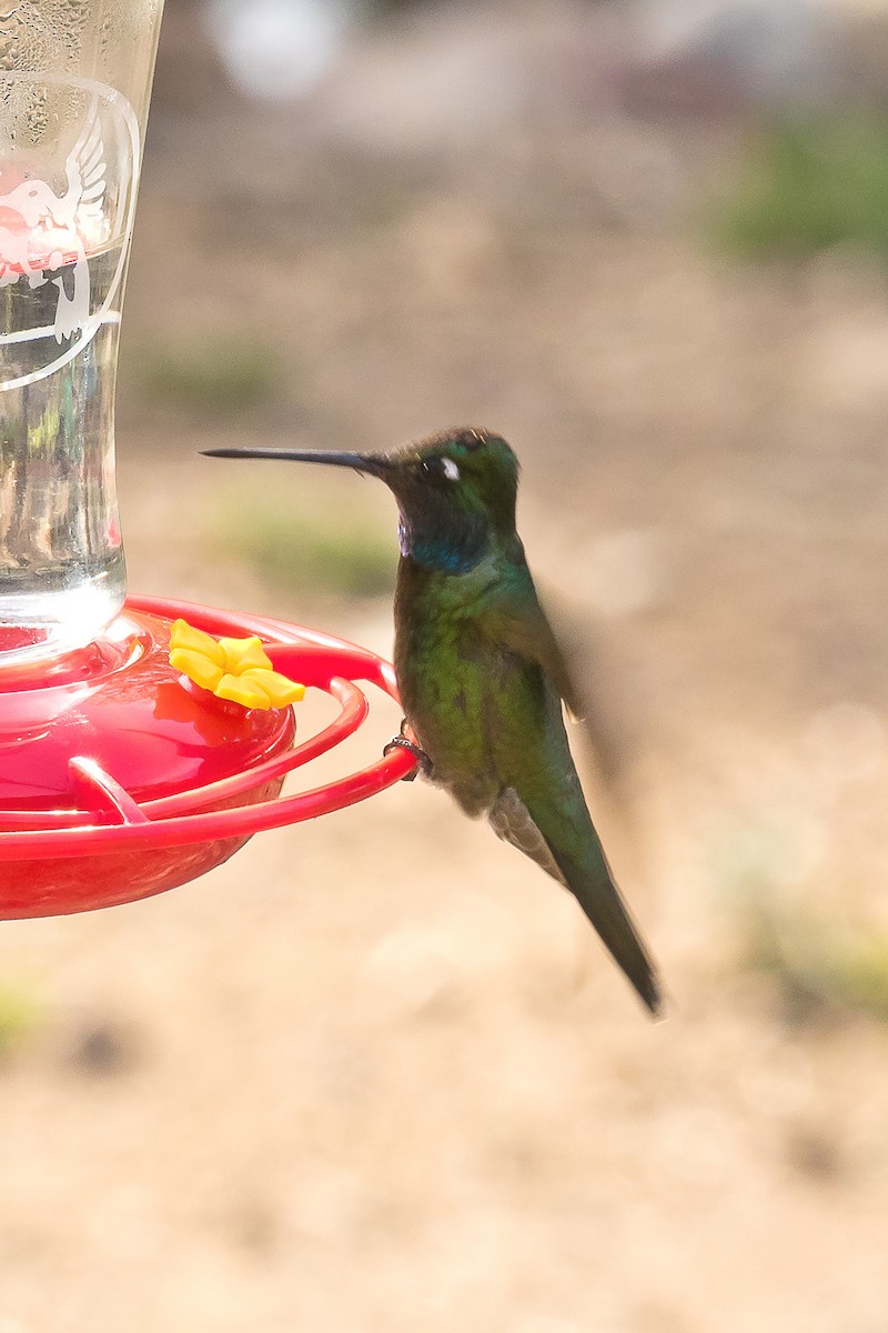 Rivoli's Hummingbird - ML620695759