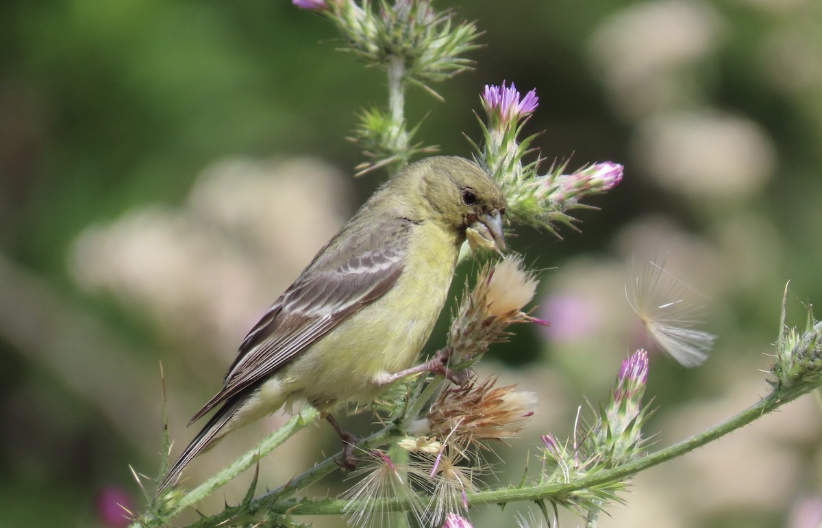 Lesser Goldfinch - ML620695760