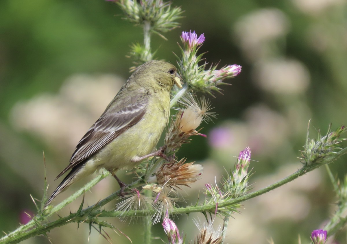 Lesser Goldfinch - Petra Clayton