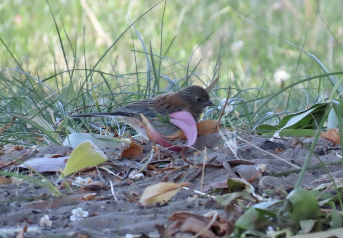 Dark-eyed Junco - ML620695762