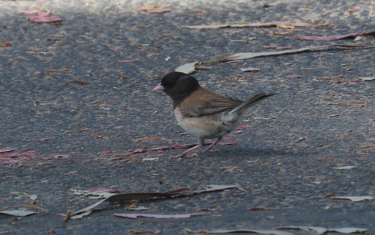 Junco ardoisé - ML620695764