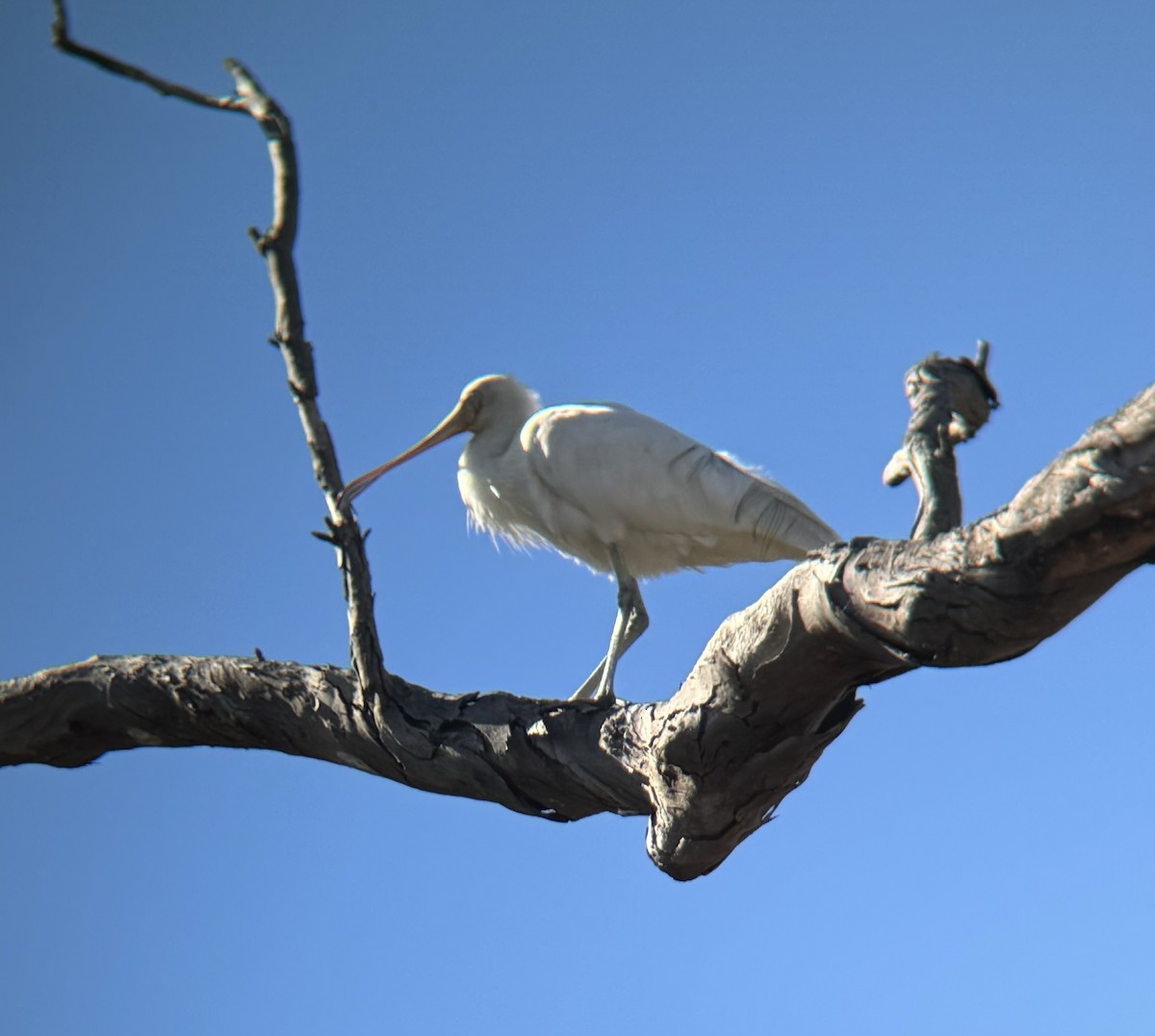 Yellow-billed Spoonbill - ML620695768