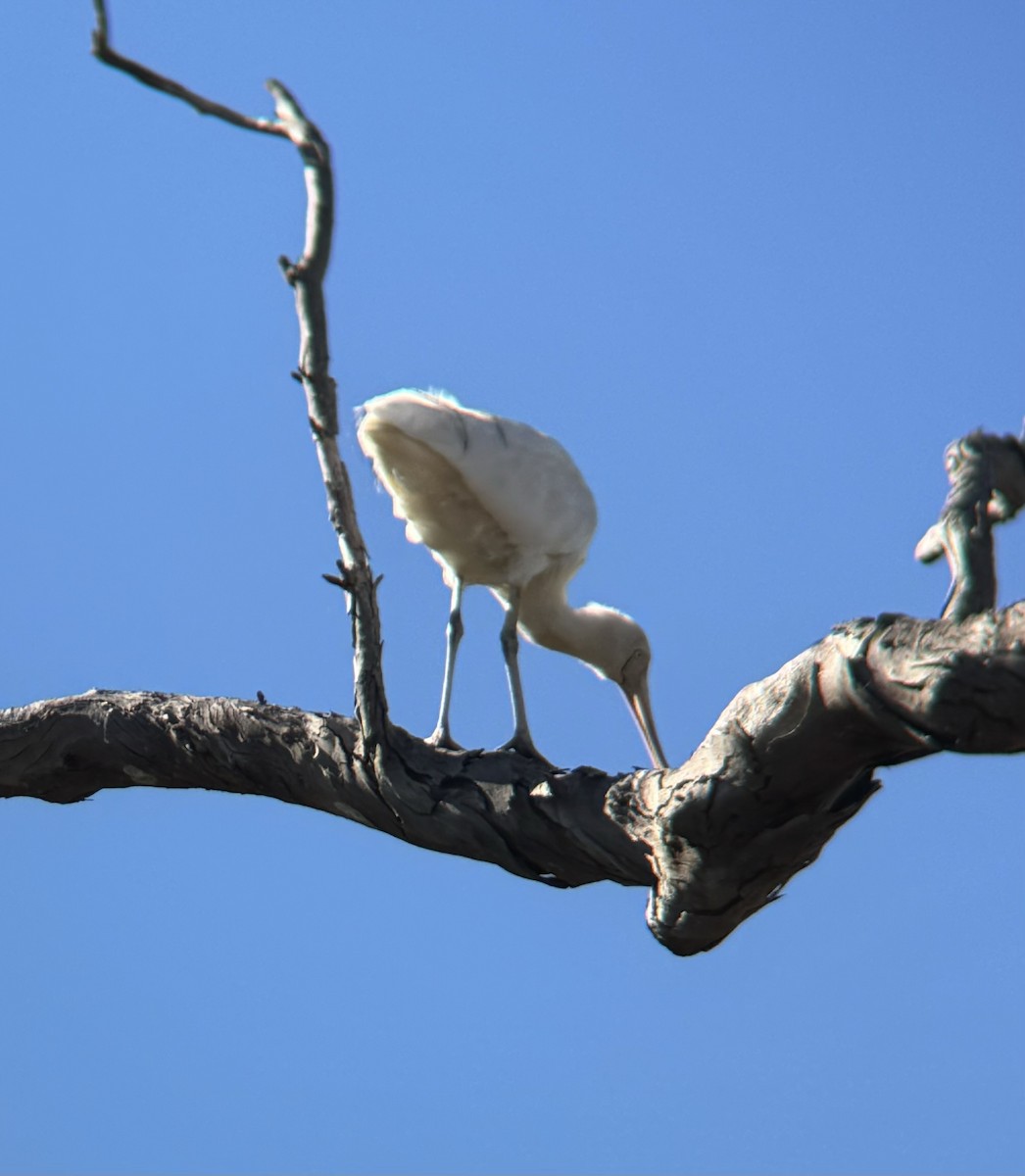 Yellow-billed Spoonbill - ML620695769