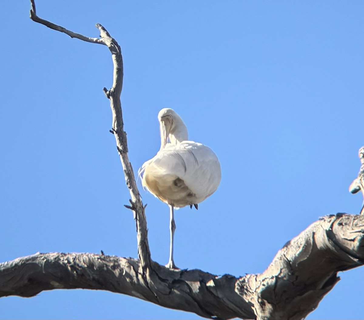 Yellow-billed Spoonbill - ML620695770