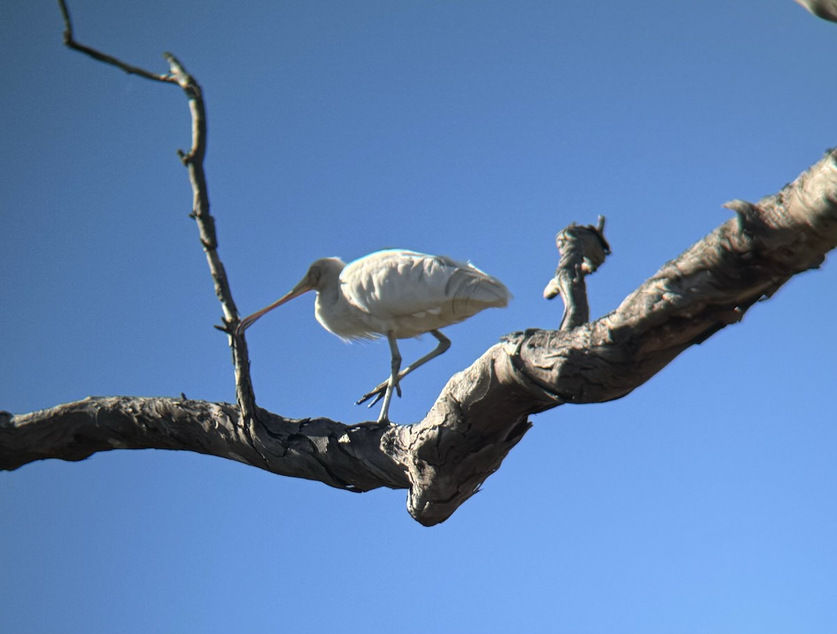 Yellow-billed Spoonbill - ML620695771