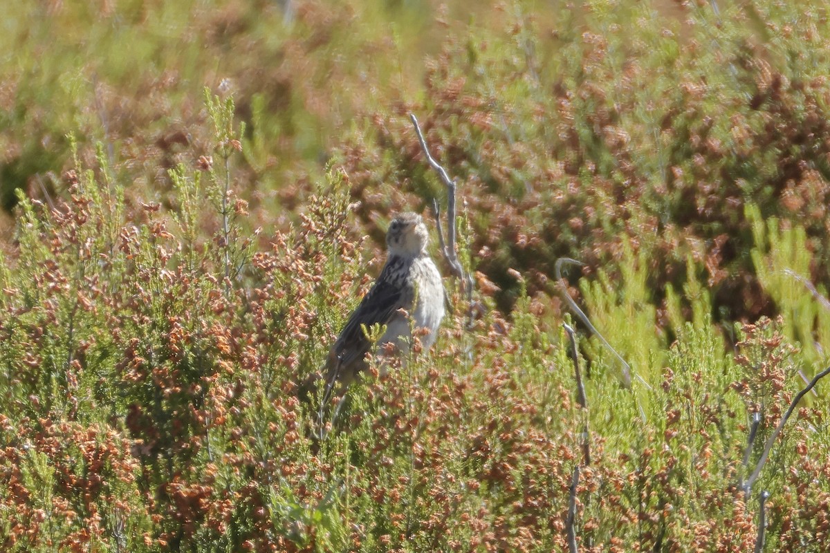 Tawny Pipit - ML620695779