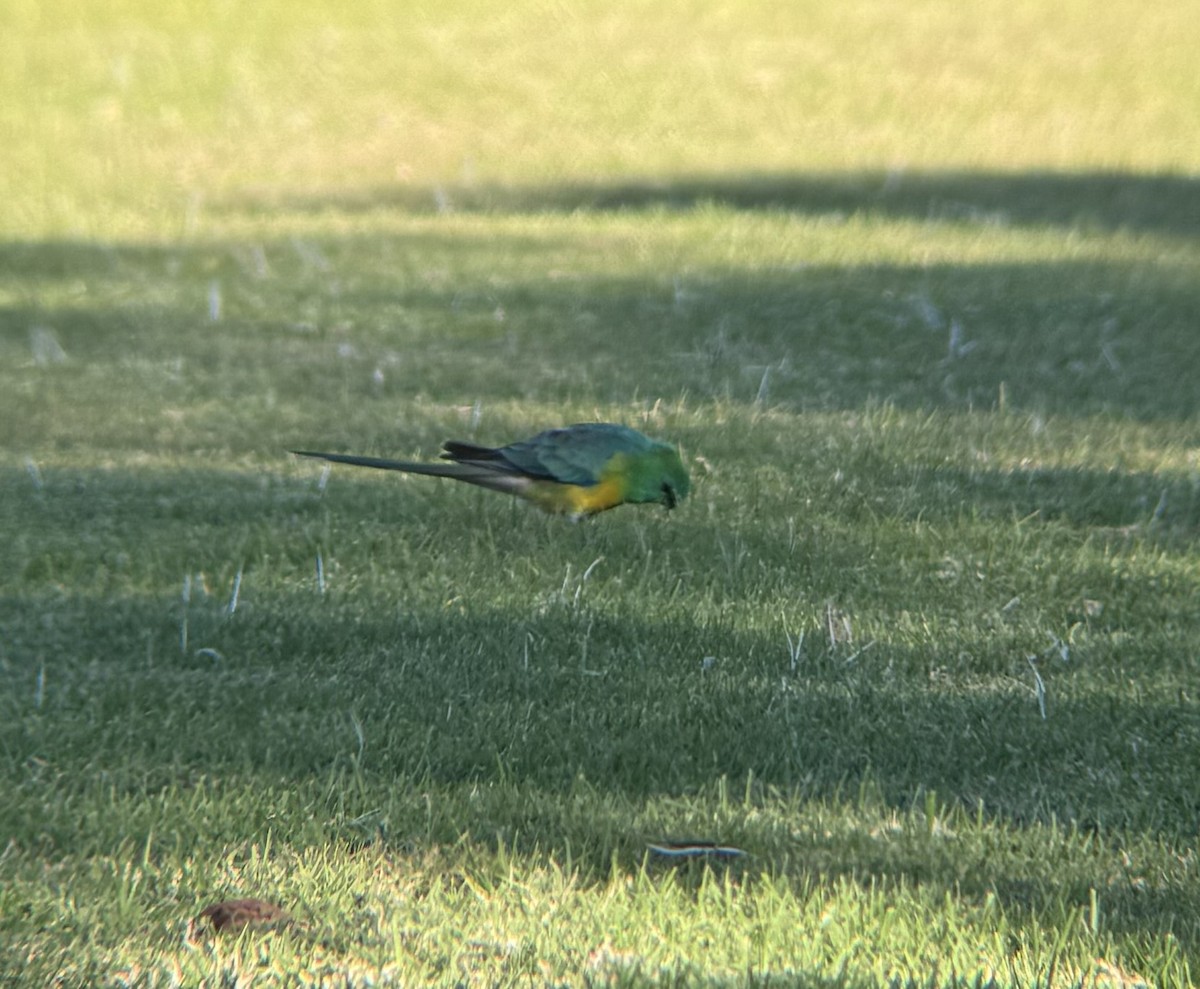 Red-rumped Parrot - ML620695780