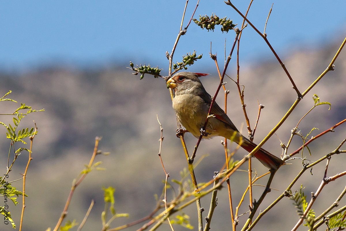 Cardinal pyrrhuloxia - ML620695784