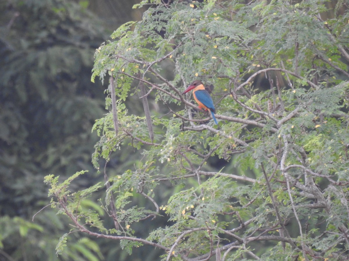 Stork-billed Kingfisher - ML620695785