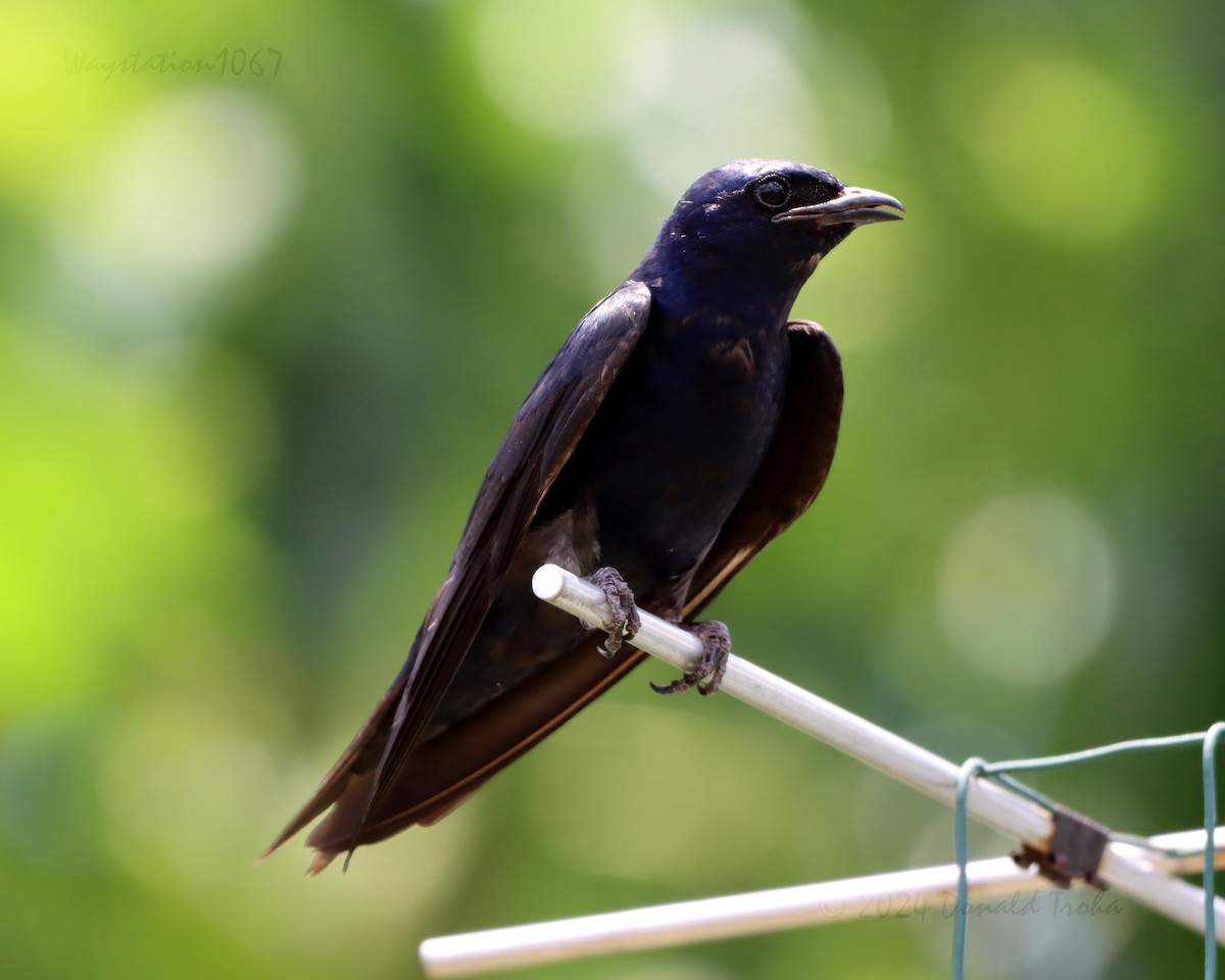 Purple Martin - ML620695789