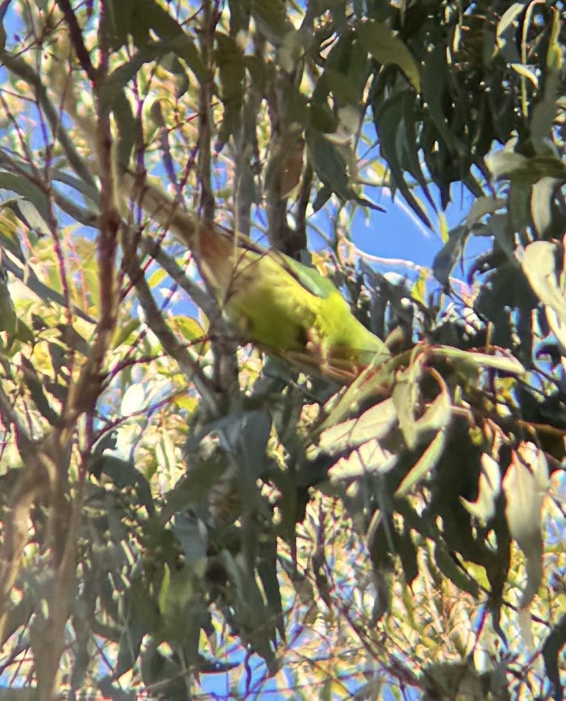 Swift Parrot - ML620695790