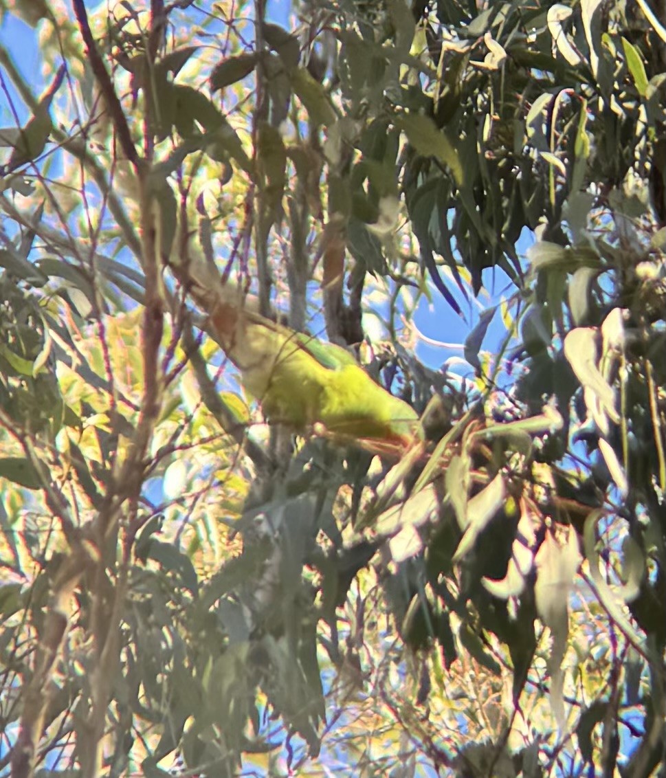 Swift Parrot - ML620695792