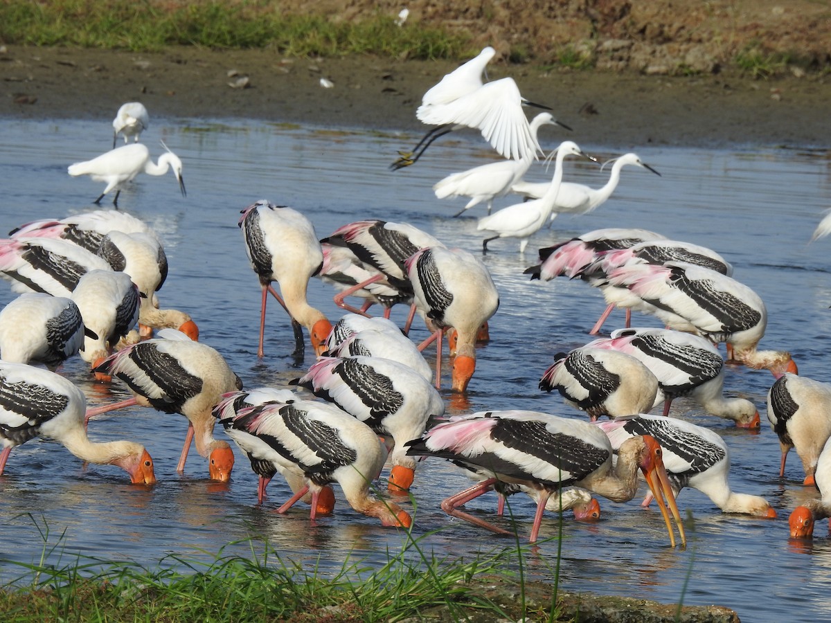 Painted Stork - ML620695796