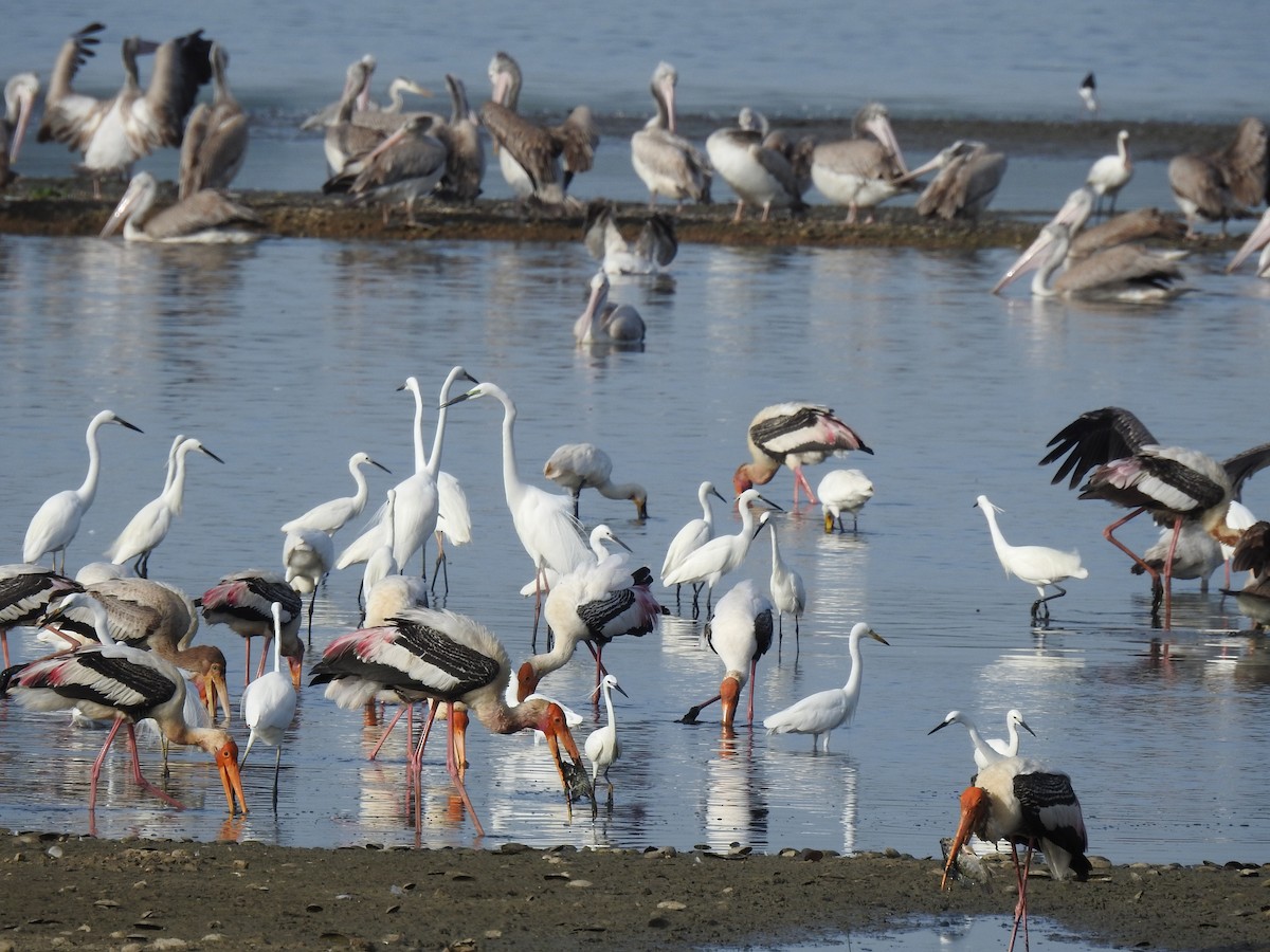 Painted Stork - ML620695798