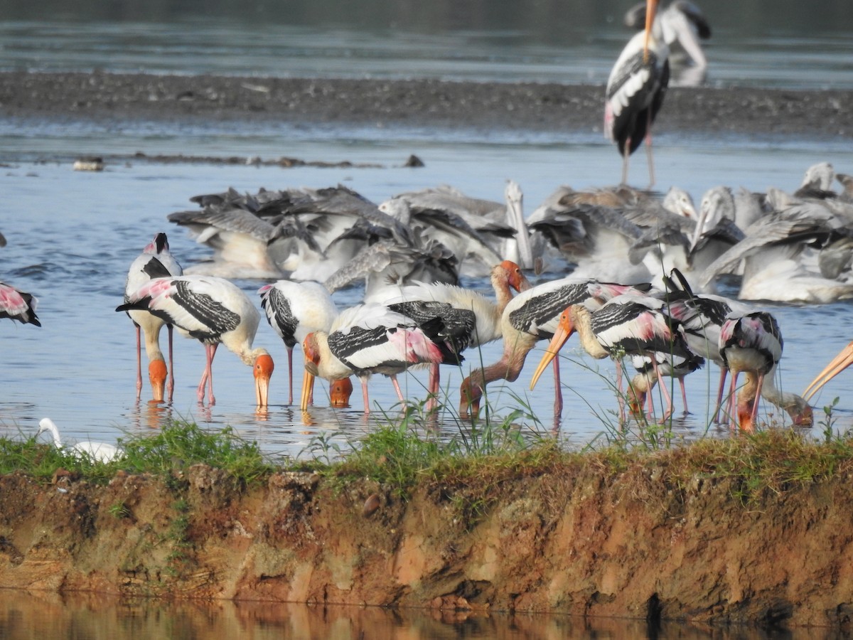 Painted Stork - ML620695799