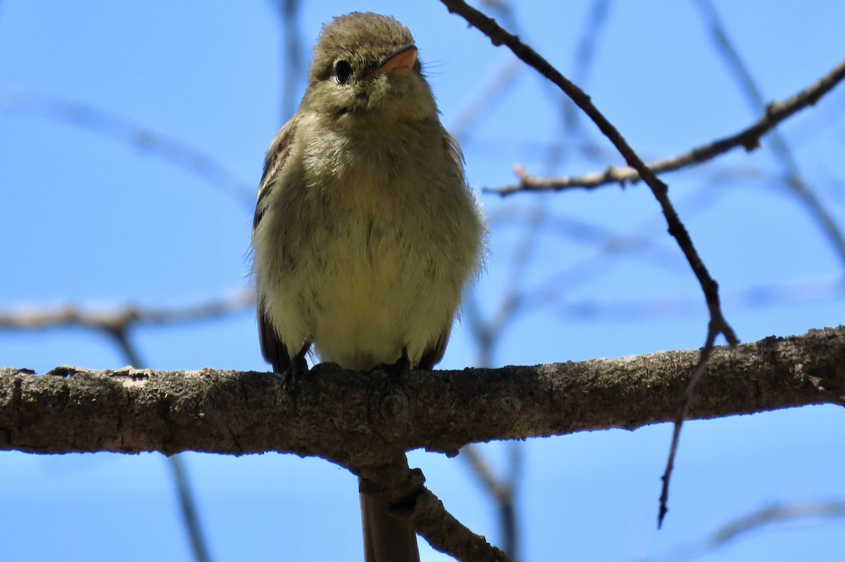 Western Flycatcher (Pacific-slope) - ML620695800