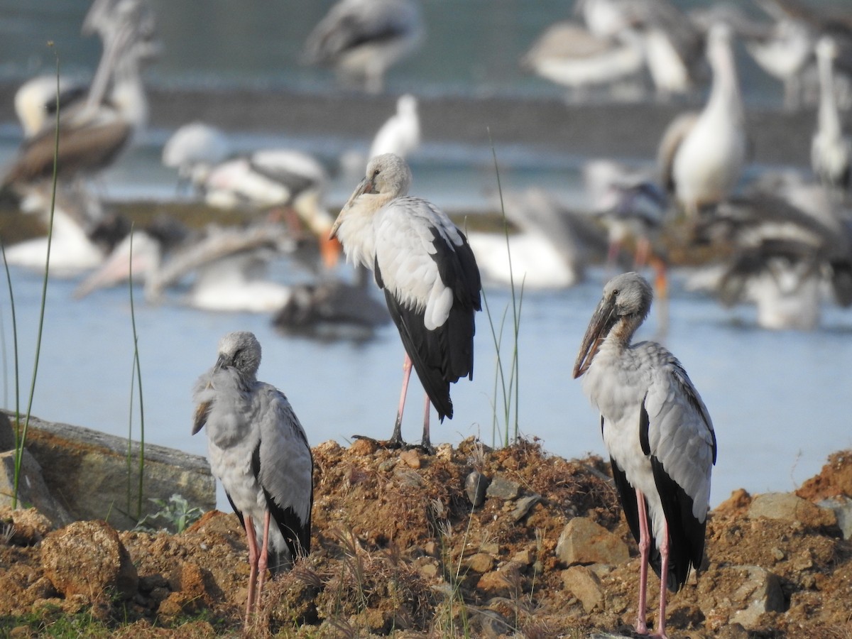 Asian Openbill - ML620695801