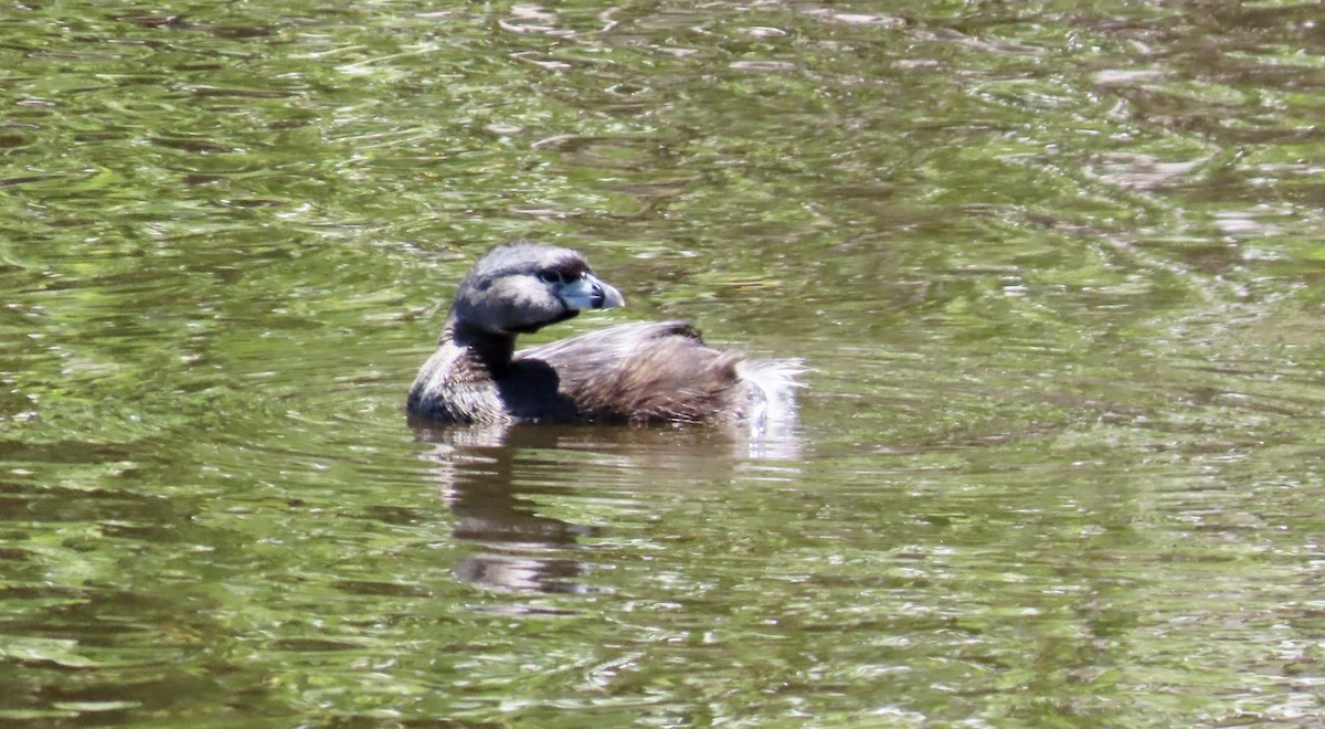 Pied-billed Grebe - ML620695802