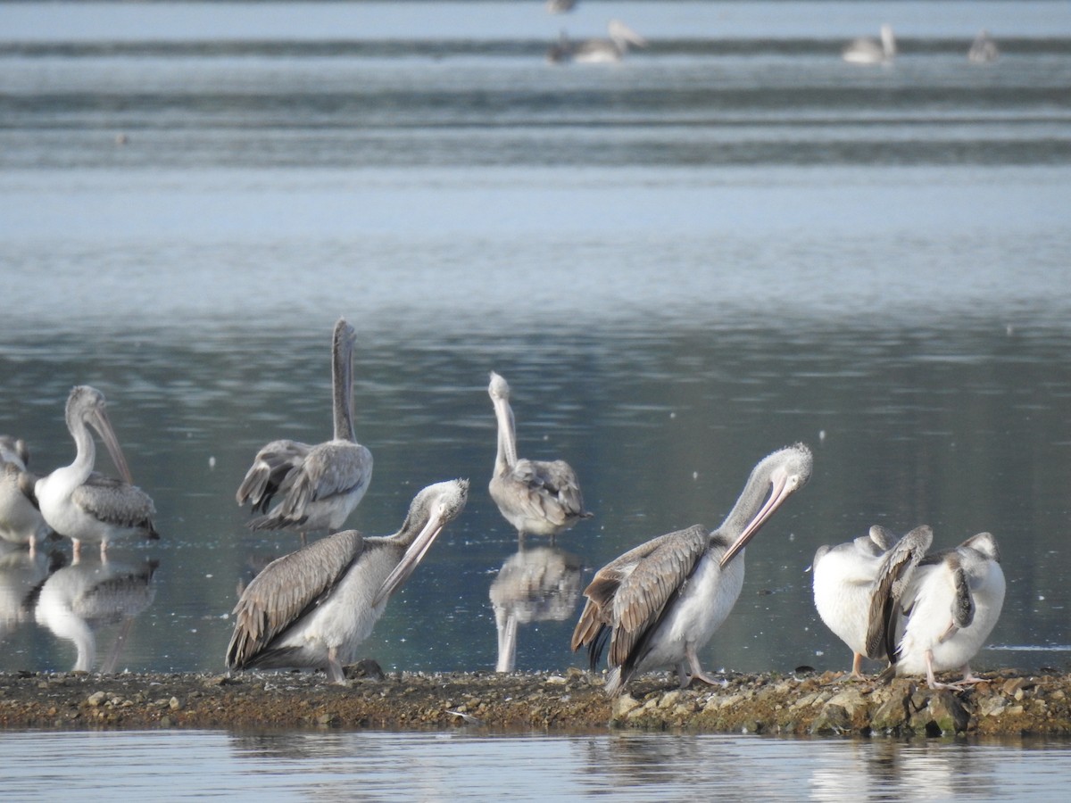 Spot-billed Pelican - ML620695803