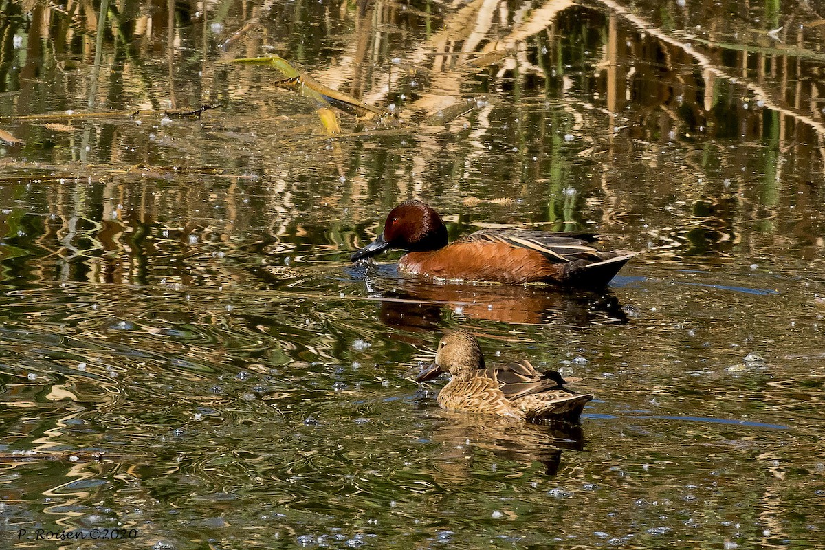 Cinnamon Teal - ML620695804