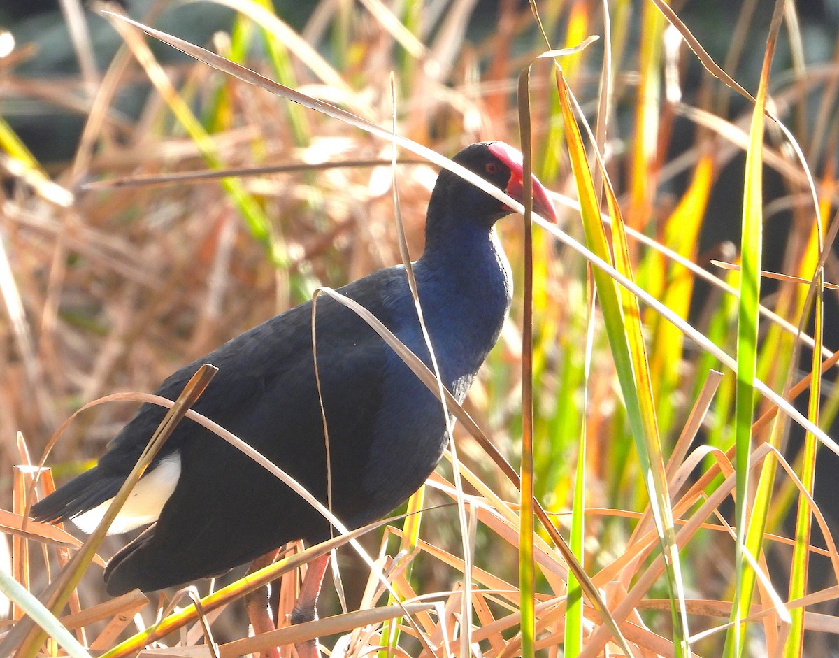 Australasian Swamphen - ML620695805