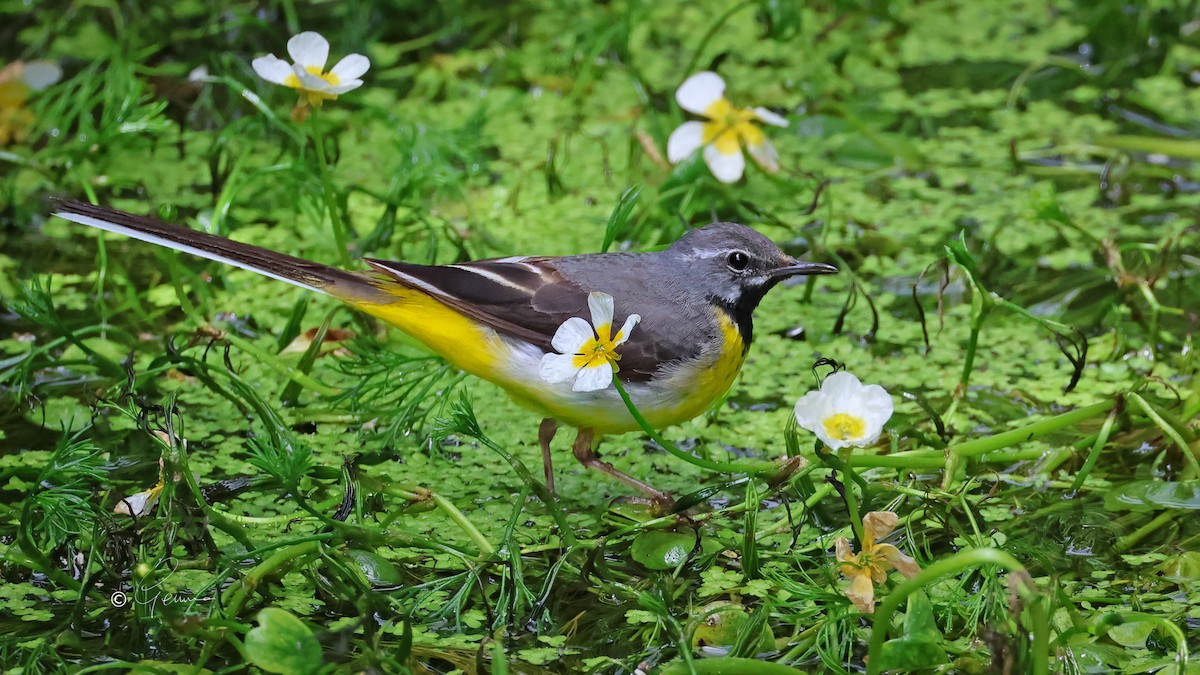 Gray Wagtail - ML620695807