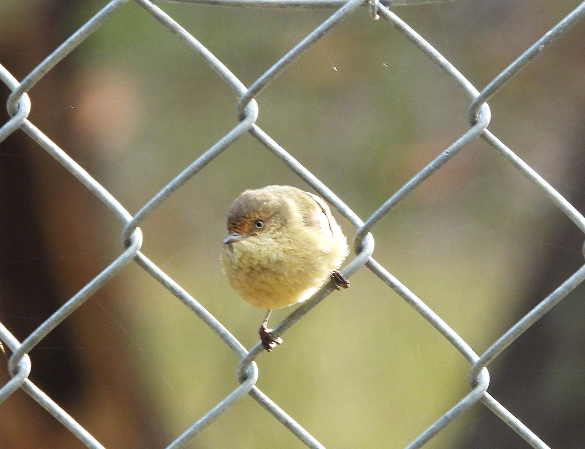 Buff-rumped Thornbill - ML620695810