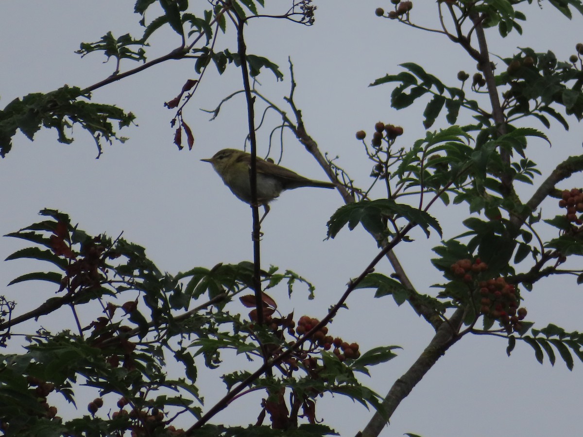 Willow Warbler - ML620695813