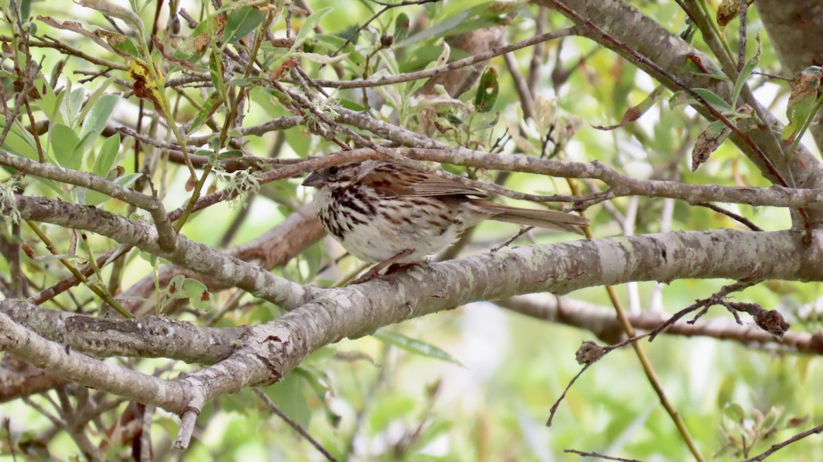 Song Sparrow - ML620695816