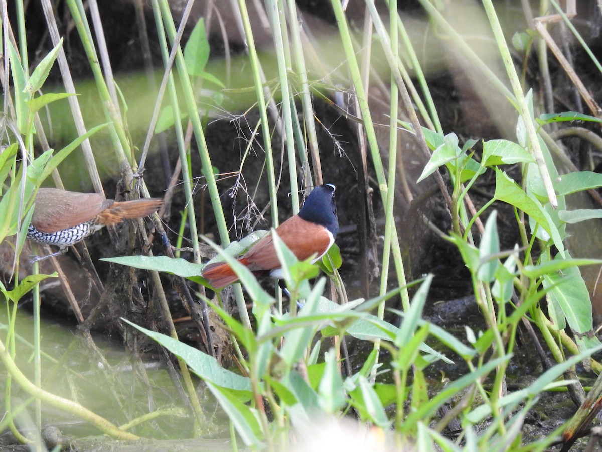 Tricolored Munia - ML620695817