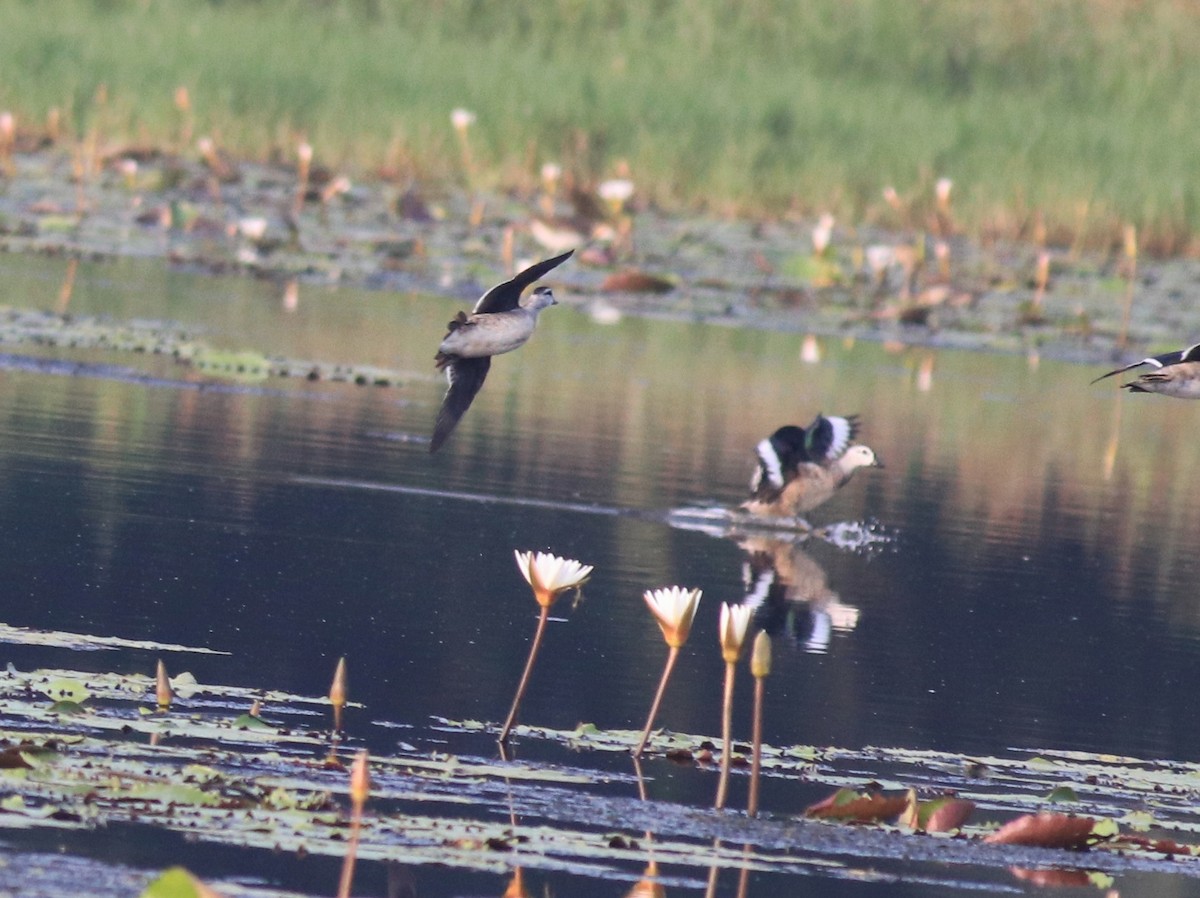 Cotton Pygmy-Goose - ML620695818